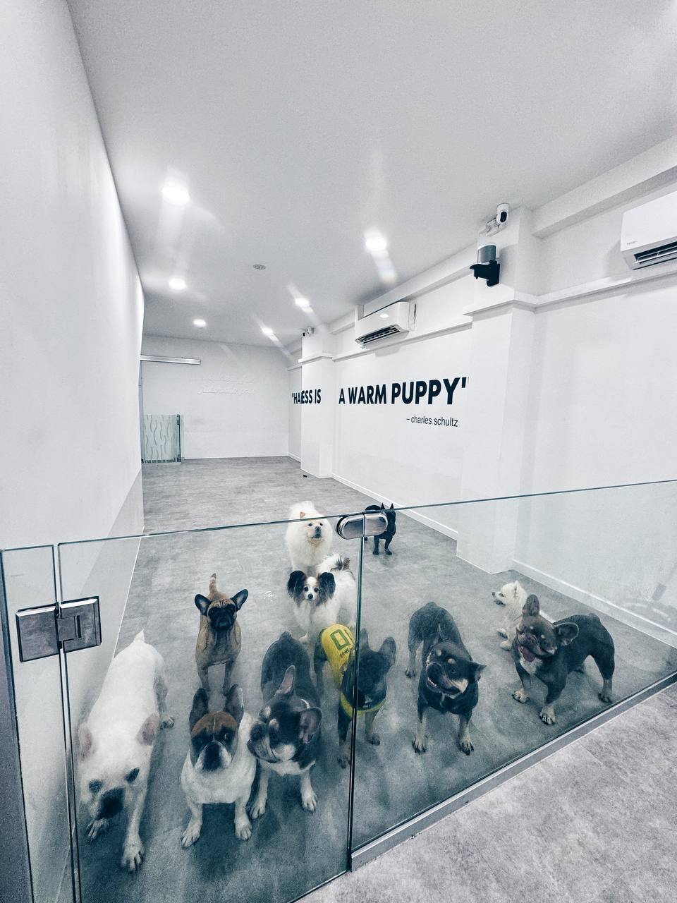 Hello Human premium dog care room in Singapore