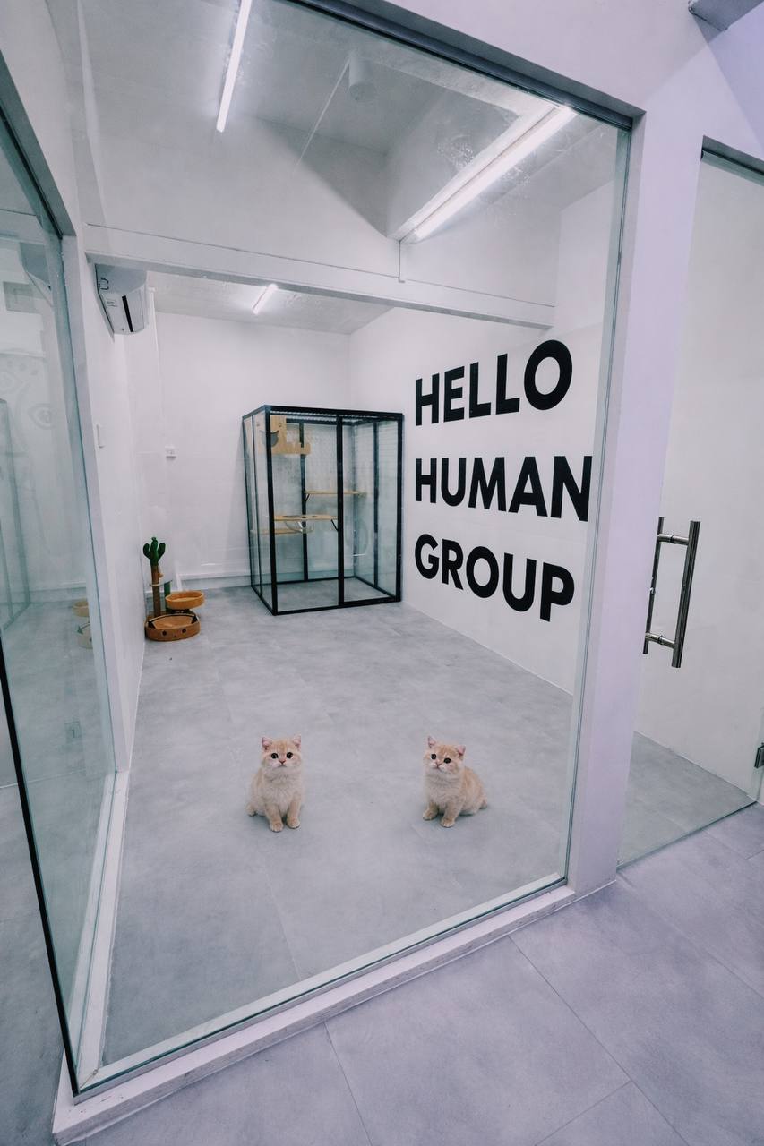 Hello Human kittens room in Singapore