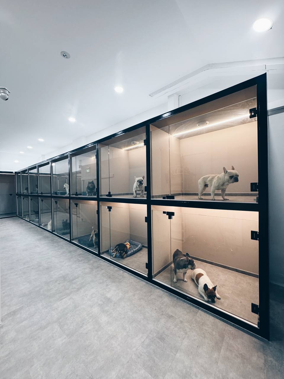 Hello Human premium companion animal care environment in Singapore